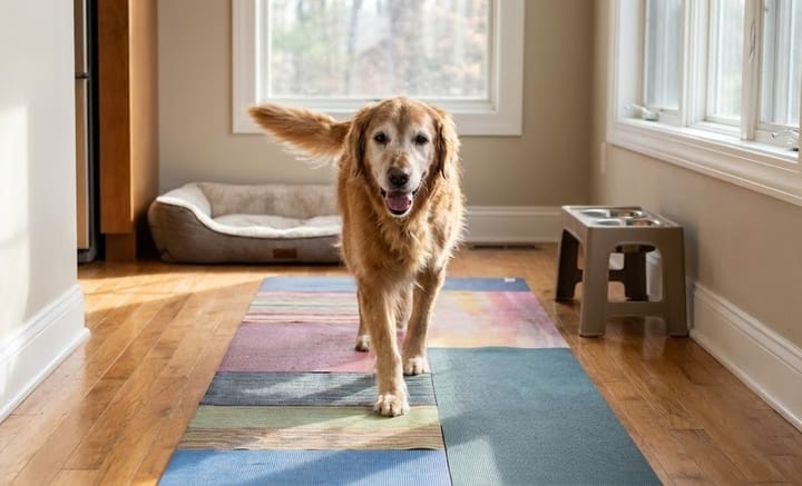 A senior golden retriever walking confidently on a colorful yoga mat runner placed on a hardwood floor to prevent slipping.